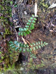 Polystichum atkinsonii