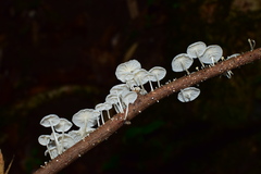 Marasmiineae