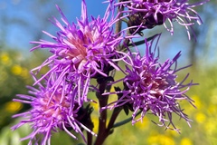 Liatris scariosa
