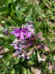 Primula nivalis