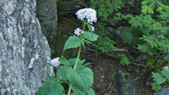 Valeriana pyrenaica