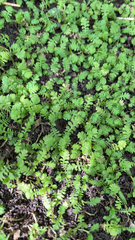 Leptinella squalida