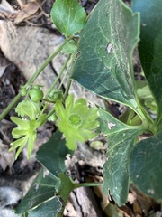 Knowltonia vesicatoria