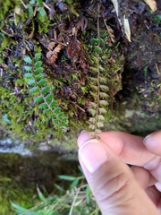 Polystichum atkinsonii