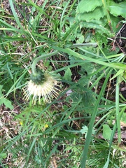Cirsium erisithales