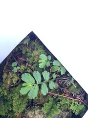 Elatostema obtusum trilobulatum