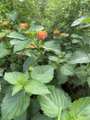 Lantana × strigocamara