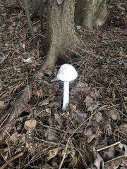 Amanita virosa