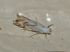 Phyllonorycter