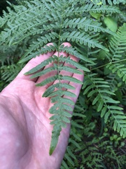 Pteridium