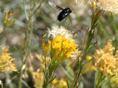 Copestylum violaceum