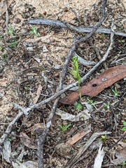 Pterostylis mutica