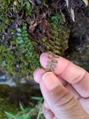 Polystichum atkinsonii