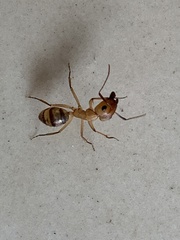 Camponotus zonatus