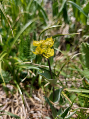 Bupleurum multinerve