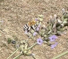 Amegilla quadrifasciata