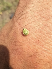 Chinavia marginata