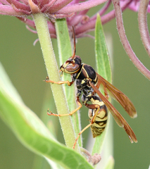 Polistes aurifer