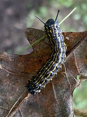 Anisota senatoria