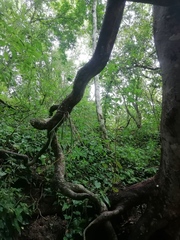 Trichocentrum brachyphyllum