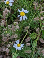 Tripleurospermum inodorum