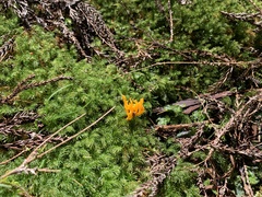 Calocera viscosa
