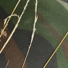 Festuca rubra