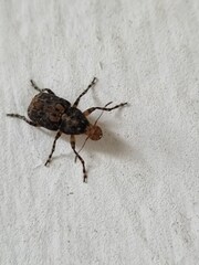 Tropiderini