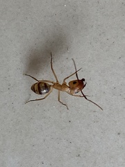 Camponotus zonatus