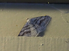 Digrammia continuata