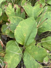 Toxicodendron rydbergii