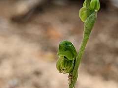 Pterostylis mutica