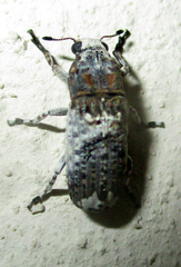Anthribidae