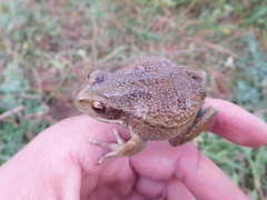 Gastrotheca