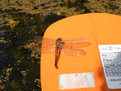 Aeshna grandis