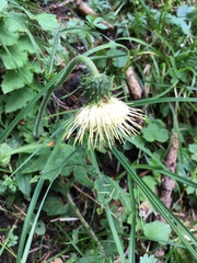 Cirsium erisithales