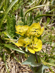 Bupleurum multinerve