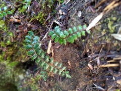 Polystichum atkinsonii