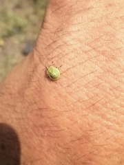 Chinavia marginata