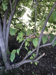 Celtis occidentalis