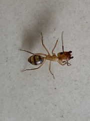 Camponotus zonatus