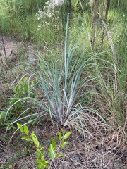 Andropogon cretaceus