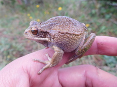 Gastrotheca