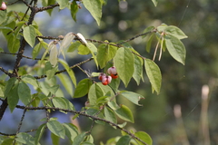 Euonymus verrucosus
