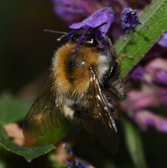 Bombus pascuorum