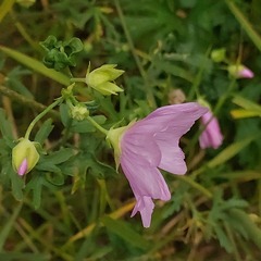 Malva excisa