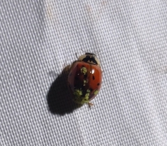 Hesperomyces harmoniae
