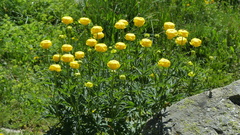 Trollius europaeus