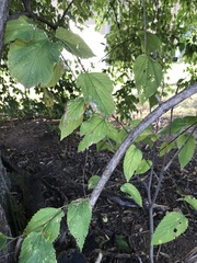 Celtis occidentalis
