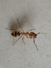 Camponotus zonatus
